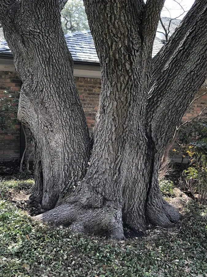 Mature heritage tree close to a North Plains property cared for by certified arborists