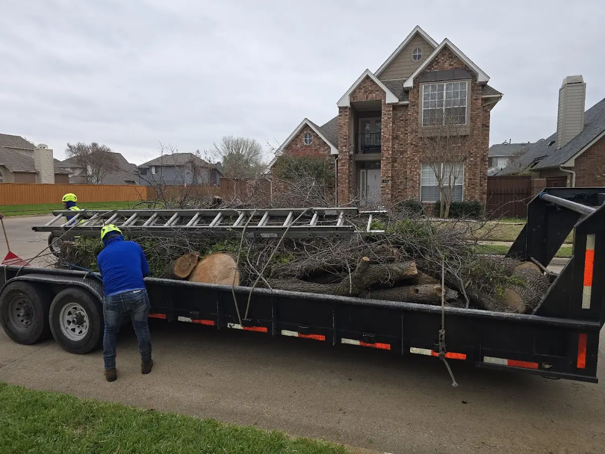 Expert Tree Pest Control with proper safety equipment in North Plains